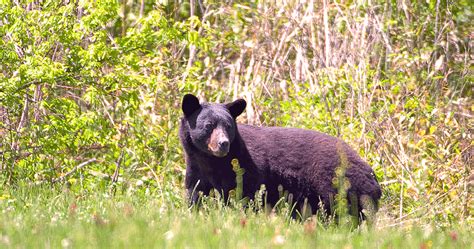 Mdwfp Living With Black Bears In Mississippi