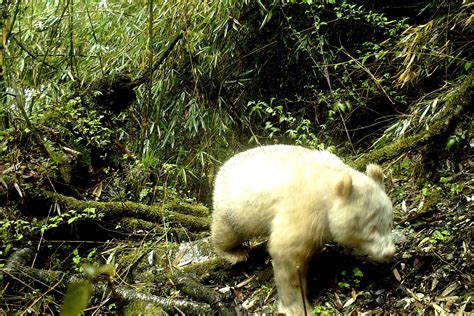 All White Albino Panda Captured On Camera For The First Time In
