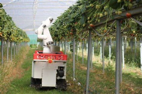 How Dogtooth Technologies Intelligent Robots Are Mastering Strawberry