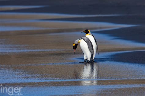 Antarctic Crozets Images Inger Vandyke