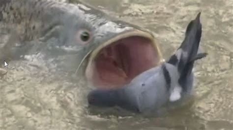15 Badass Ocean Creatures That Eat Land Animals Youtube