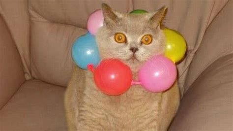 Cats Playing With Balloons Compilation Youtube