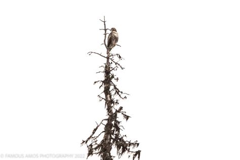 ebird canada checklist 8 oct 2022 telkwa 1 species