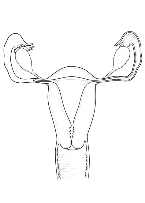 How To Draw Female Reproductive System Easily The Structure Of Female