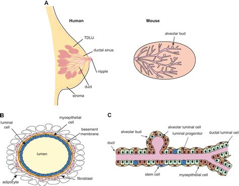Stem Cells And The Differentiation Hierarchy In Mammary Gland