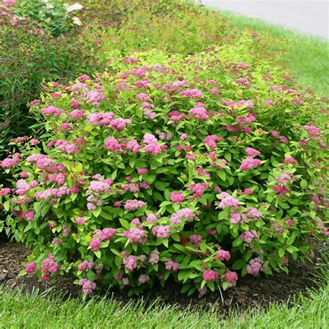 Double Play™ Big Bang Spirea For Sale Online The Tree Center