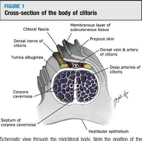 Figure From Anatomy Histology And Nerve Density Of Clitoris And