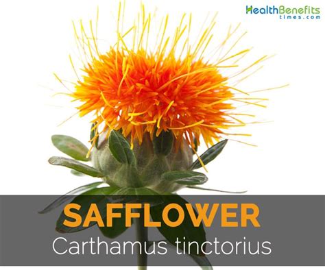 Safflower Facts Health Benefits And Nutritional Value Safflower