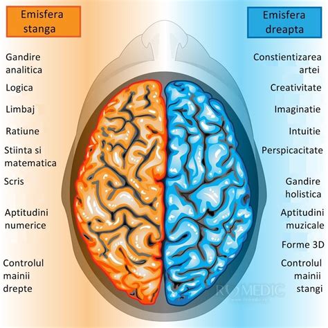 Encefalul Creierul Anatomie Si Fiziologie Right Brain Psychology