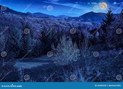 Pine Trees Near Valley In Mountains And Autumn Forest On Hillside Under