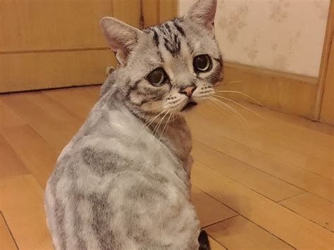 Meet Luhu The Saddest Looking Cat On The Internet Abc News