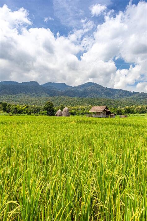 Srtaw Hut Inside Rice Field At Huai Thung Tao Lake In Chiang Mai