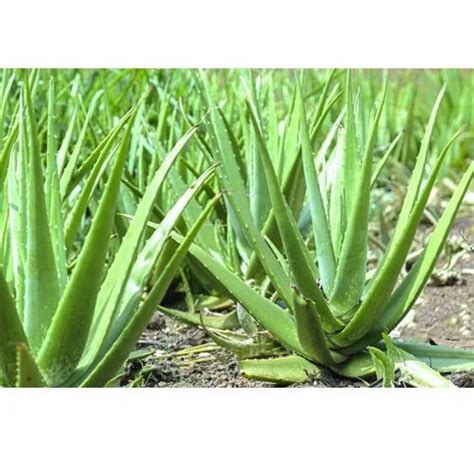 Aloe Vera Medicinal Plant At Rs Plant Aloe Vera Plant In Ambedkar Nagar Id
