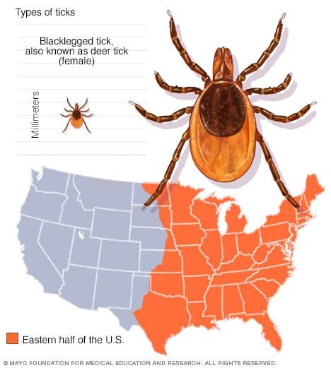 Guide To Different Tick Species And The Diseases They Carry Mayo Clinic