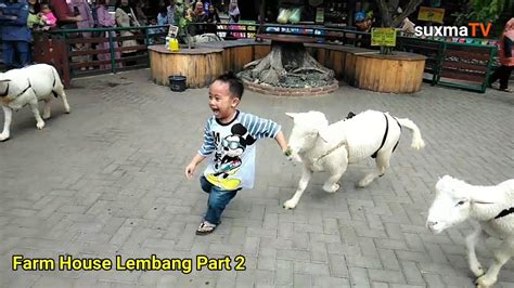 mimpi di kejar kambing