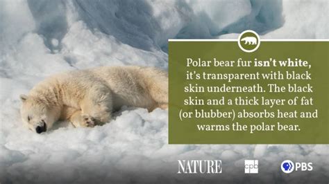 Polar Bear Fact Sheet Blog Nature Pbs