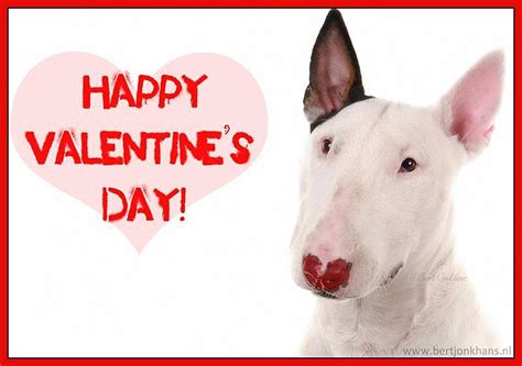 20 Best Valentine's Day Photos