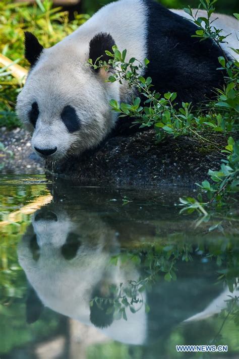 Giant Panda Yang Yang Seen At Schonbrunn Zoo In Vienna Xinhua