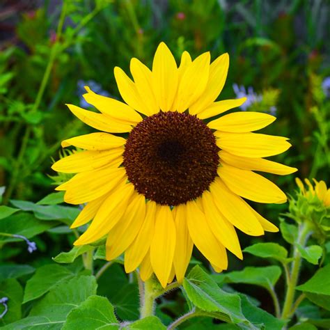 Suntastic Sunflower Matches Seeds