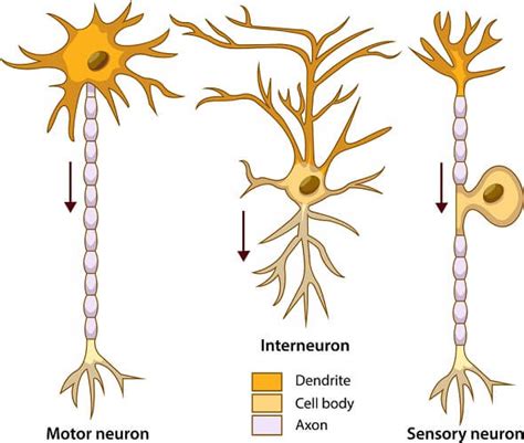 Neuron Labeled And Functions