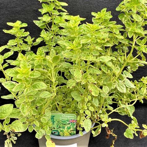 Oregano Country Cream Origanum Vulg 1 Litre Pot Herbs Polhill