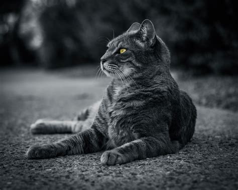Cat Monochrome