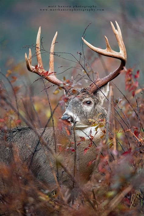 Professional Whitetail Deer Photography Matt Hansen