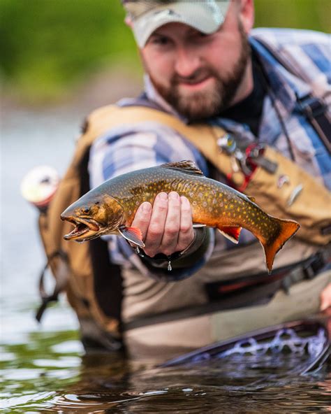 Fly Fishing Maines Rapid River Eastbound And Trout