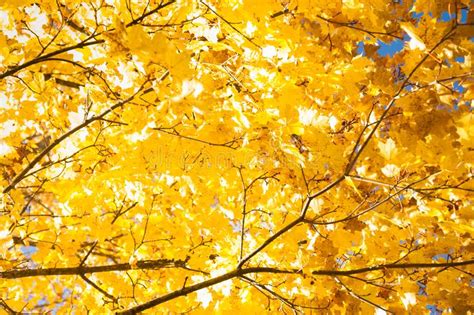 Bright Autumn Leaves Of A Maple Tree On Sky Background Stock Image