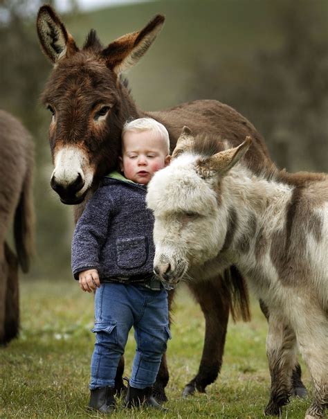 Miniature Donkeys Are The Best Friend Anyone Ever Had Miniature