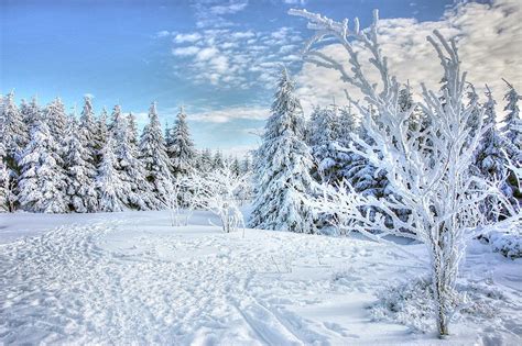 Free Photo Frost Ice Wood Cold Snow Frozen Winter Season Max Pixel