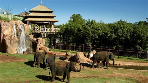 Oklahoma City Zoos Sanctuary Asia Nominated For Best Zoo Exhibit