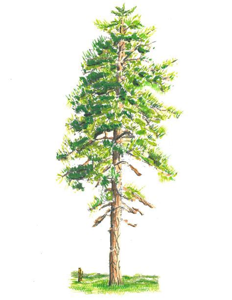 Ponderosa Pine Tree Sketch