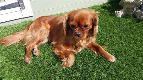 In 1903, the kennel club combined four separate toy spaniel breeds under this single title. Ruby - 3 year old female Cavalier King Charles Spaniel dog ...