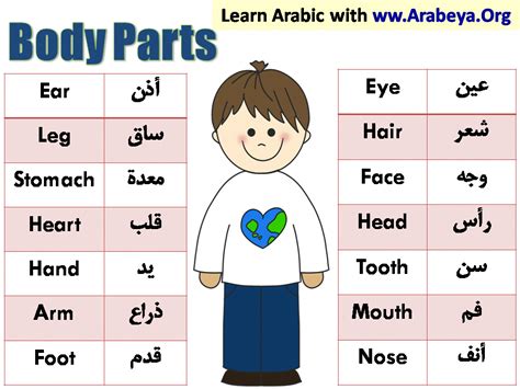 Woman body parts name in urdu. Pin on Arabic Words