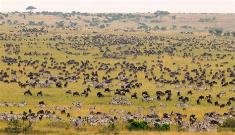 Masai Mara Game Reserve Engagi Safaris