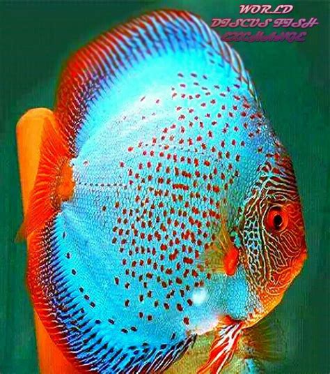 Types Of Discus Bezyimpact