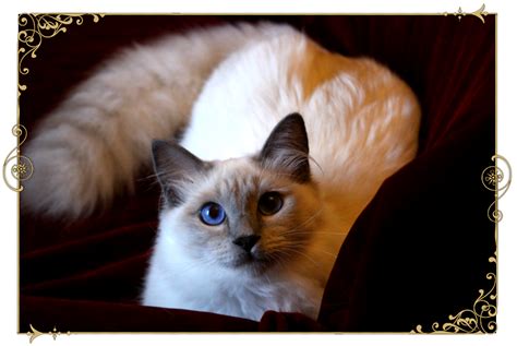 Traditional Siamese Cat Breeder Kittens For Sale Applehead Old Style