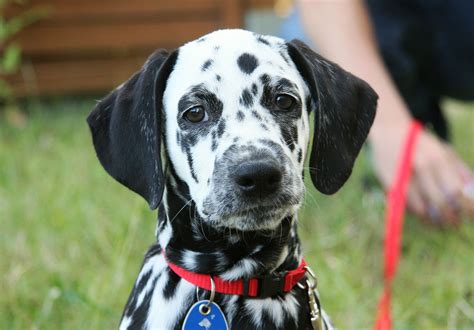 Dalmatian Information Dog Breeds At Thepetowners