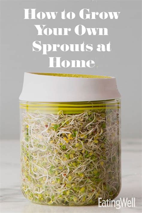 How To Grow Your Own Sprouts At Home Sprouts Sprout Recipes Growing