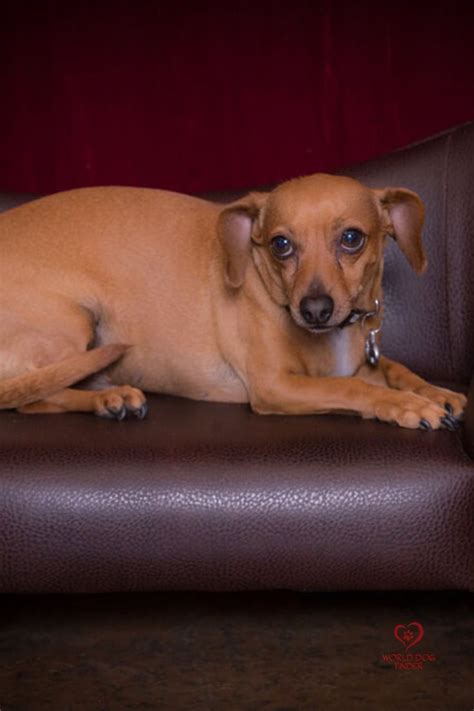 Chiweenie What You Need To Know Chiweenie Dog Breeds Chihuahua