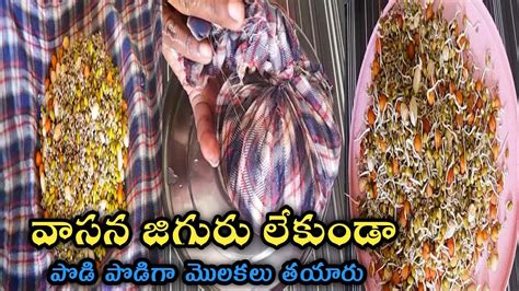 How To Make Sprouts At Home In Telugu Sprouts Making In Telugu