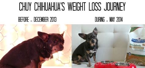 It will give her a healthy skin and a shiny coat. Chuy's Journey to an Irresistible Life in Photos #HillsPet ...