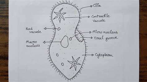 Simplest Way Of Drawing Paramecium Diagram How To Draw Paramecium In Easy Way YouTube Easy