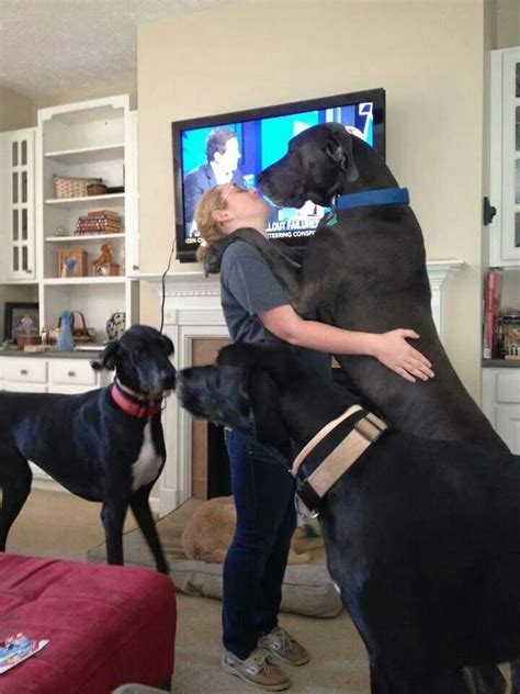 Kissing Dane Big Dogs Pinterest Great Danes And Kiss