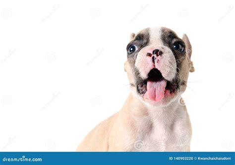 Cute French Bulldog Puppy Smile Isolated Stock Photo Image Of Lovely