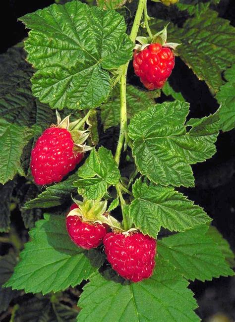 Before putting the plant in the ground, examine the roots and trim any dead or twisted ones. Canby Red Raspberry | Raspberry plants, Growing ...