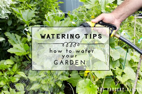 How To Water Your Garden Watering Tips