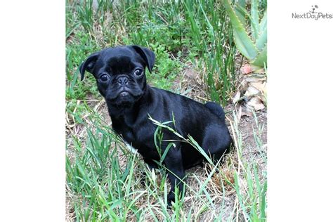 Find pug in dogs & puppies for rehoming | find dogs and puppies locally for sale or adoption in toronto (gta) : Daisy: Pug puppy for sale near San Diego, California. | 8729e514-a191
