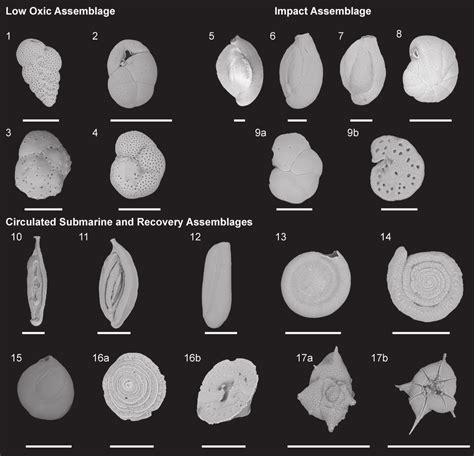 Representative Benthic Foraminifera Recovered From Green Bay Cave Core